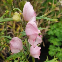 Aconitum napellus 'Rubellum'